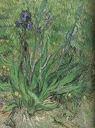 Vincent Van Gogh The Iris (nn04) Spain oil painting reproduction